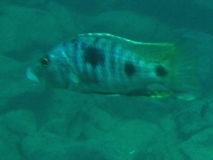 Stigmatochromis melanchros Nkhata bay (mâle)