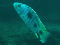 Stigmatochromis melanchros Nkhata bay (mâle)