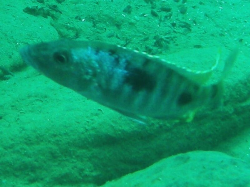 Stigmatochromis melanchros Nkhata bay (mâle)