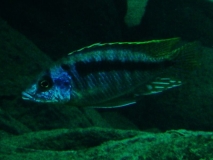 Mylochromis sp. 