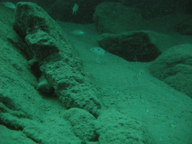 Copadichromis sp. 