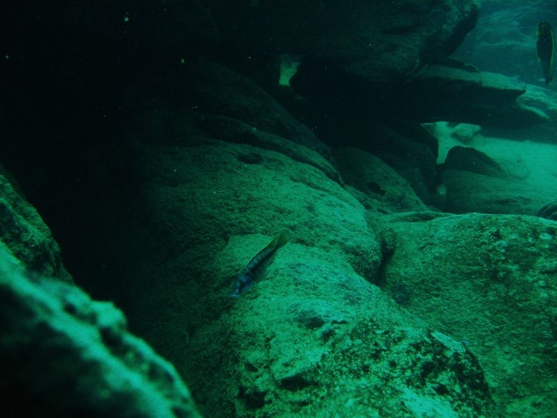 Mylochromis sp. 