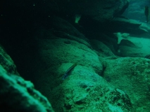 Mylochromis sp. 