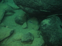 Mylochromis sp. 