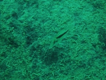 Mylochromis sp. 