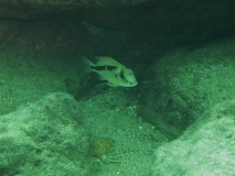 Mylochromis sp. 