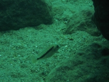 Mylochromis sp. 