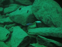 Mylochromis sp. 