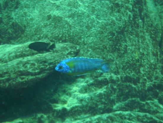 Protomelas sp. 