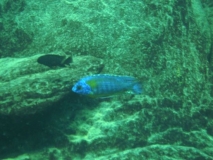 Protomelas sp. 