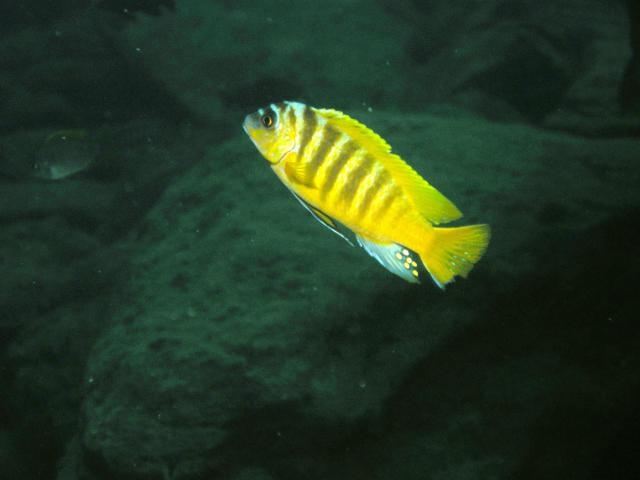 Maylandia sp. 