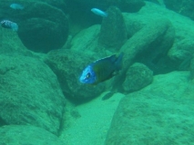 Protomelas sp. 