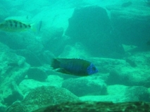 Protomelas sp. 