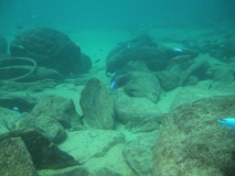 Protomelas sp. 