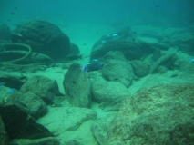 Protomelas sp. 