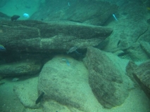 Protomelas sp. 