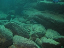 Protomelas sp. 