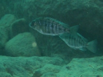 Protomelas sp. 