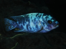 Maylandia zebra Nkhata Bay (Male MC)