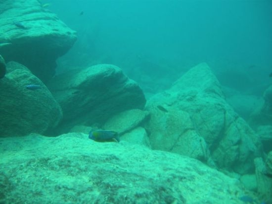 Protomelas sp. 