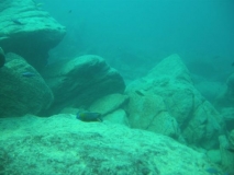 Protomelas sp. 