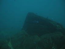 Protomelas spilonotus Nkhata bay