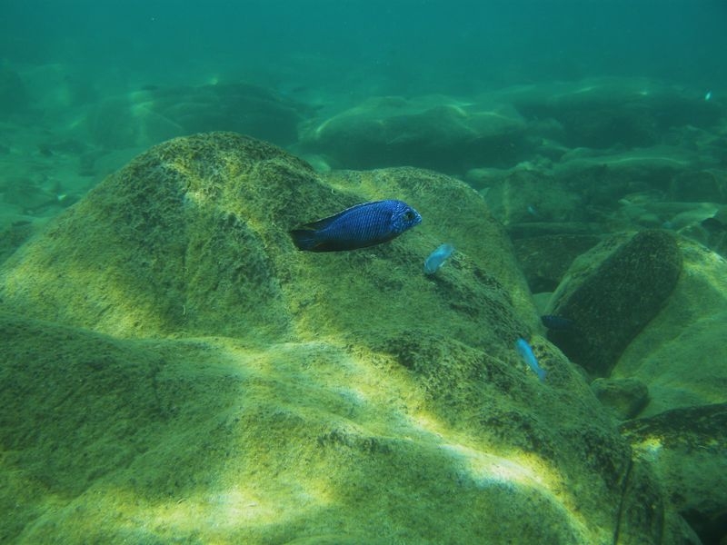 Protomelas taeniolatus Nkhata bay