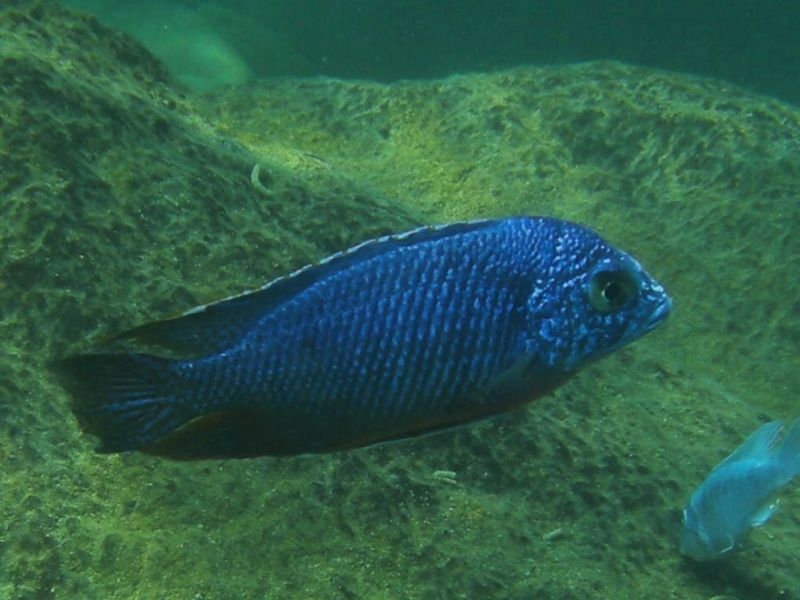 Protomelas taeniolatus Nkhata bay