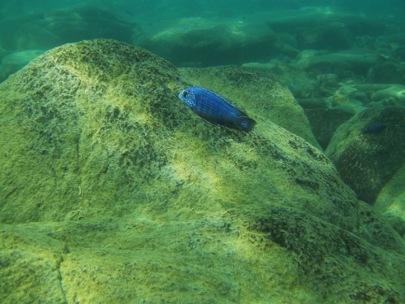 Protomelas taeniolatus Nkhata bay