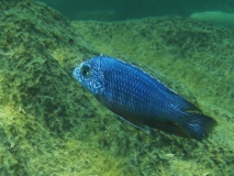 Protomelas taeniolatus Nkhata bay