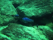 Protomelas taeniolatus Nkhata Bay