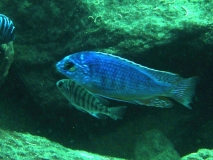 Protomelas taeniolatus Nkhata Bay