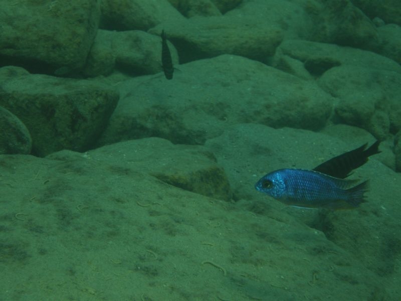 Protomelas taeniolatus Nkhata Bay