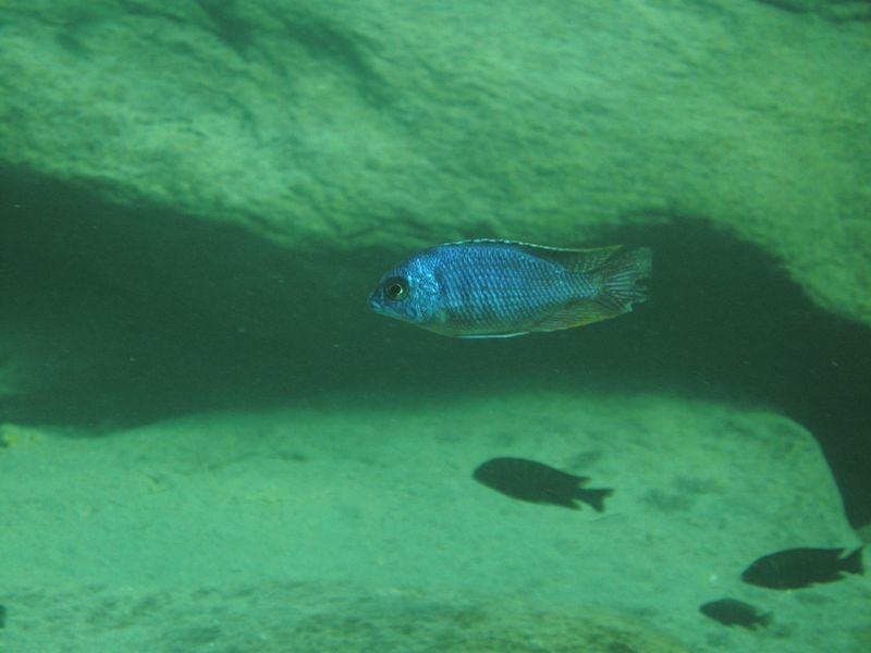 Protomelas taeniolatus Nkhata Bay