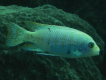 Maylandia zebra Nkhata Bay (Male O)