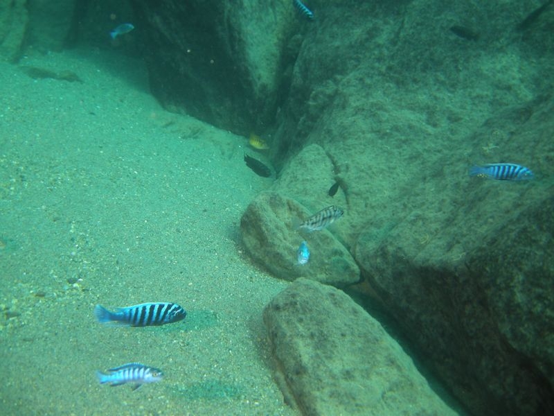 Protomelas taeniolatus Nkhata Bay