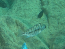 Protomelas taeniolatus Nkhata Bay