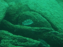 Protomelas taeniolatus Nkhata Bay