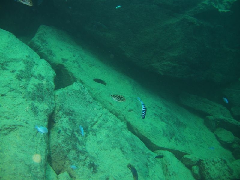 Protomelas taeniolatus Nkhata Bay