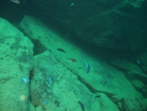 Protomelas taeniolatus Nkhata Bay