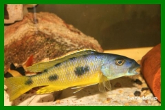 Exochochromis anagenys (Mâle)