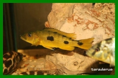 Exochochromis anagenys (Femelle)