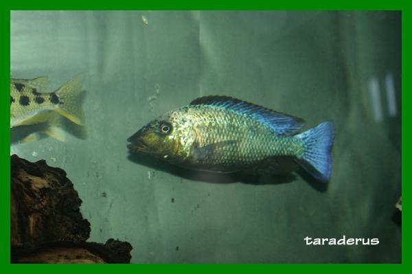 Fossorochromis rostratus (Mâle)
