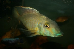 Taeniolethrinops furcicauda (Mâle)