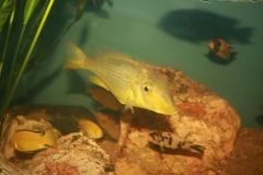 Taeniolethrinops furcicauda (Femelle)