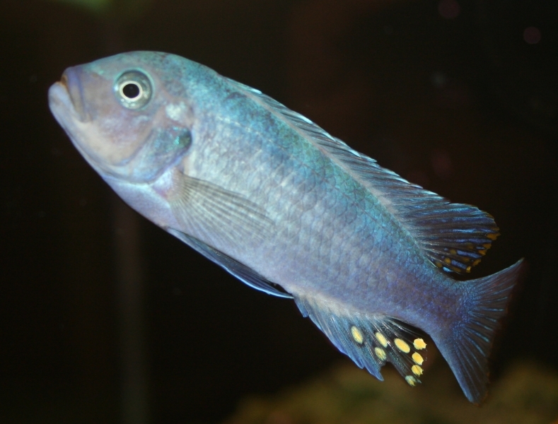 Maylandia estherae Minos Reef (Mâle BB)