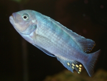 Maylandia estherae Minos Reef (Mâle BB)