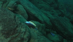Cynotilapia aurifrons Nkhata Bay (Mâle)