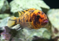 Maylandia estherae Minos Reef (femelle OB)