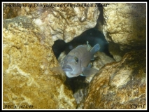 Cynotilapia sp. 